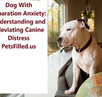 2023 03 15 separation anxiety Hero