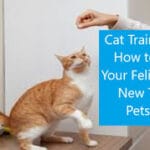 Cat Training 101: How to Teach Your Feline Friend New Tricks