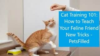 Cat Training 101: How to Teach Your Feline Friend New Tricks