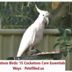 Cockatoo Care Guide: 15 Essential Tips for a Happy and Healthy Companion