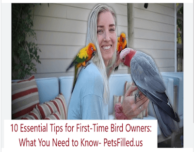10 Essential Tips for First-Time Bird Owners: What You Need to Know (2025 Edition)