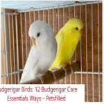 Budgerigar Birds: 12 Budgerigar Care Essentials Ways