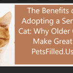The Benefits of Adopting a Senior Cat: Why Older Cats Make Great Pets