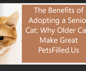 The Benefits of Adopting a Senior Cat: Why Older Cats Make Great Pets 4 The Benefits of Adopting a Senior Cat: Why Older Cats Make Great Pets