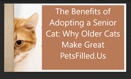 The Benefits of Adopting a Senior Cat: Why Older Cats Make Great Pets