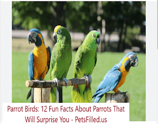 12 Fun Facts About Parrots That Will Surprise You 4 12 Fun Facts About Parrots That Will Surprise You