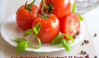 Can hamsters eat tomatoes? 15 Crucial Facts Every Pet Owner Must Know in 2025