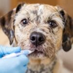 10 Crucial Facts About Progesterone Testing for Dogs You Must Know (Expert Insight)