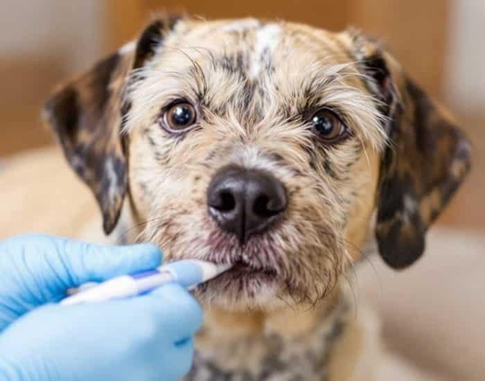 10 Crucial Facts About Progesterone Testing for Dogs You Must Know (Expert Insight) 3 10 Crucial Facts About Progesterone Testing for Dogs You Must Know (Expert Insight)