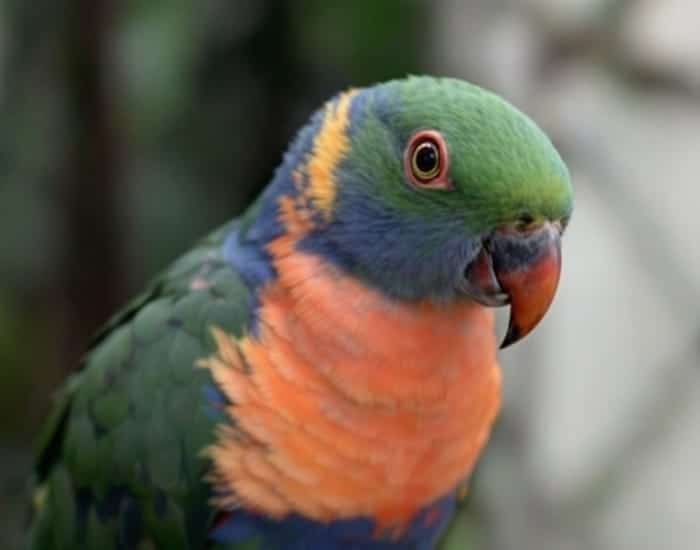 10 Fascinating Facts About the Ground Dwelling Parrot You'll Absolutely Love 3 10 Fascinating Facts About the Ground Dwelling Parrot You'll Absolutely Love