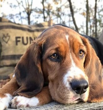 150 Hound Dog Names You'll Absolutely Love for Your Pup 6 150 Hound Dog Names You'll Absolutely Love for Your Pup