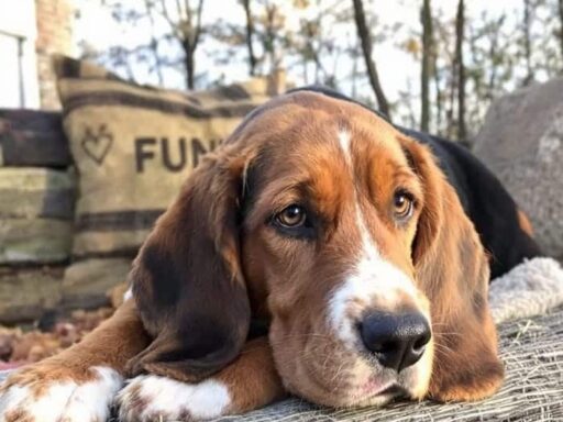150 Hound Dog Names You'll Absolutely Love for Your Pup 4 150 Hound Dog Names You'll Absolutely Love for Your Pup