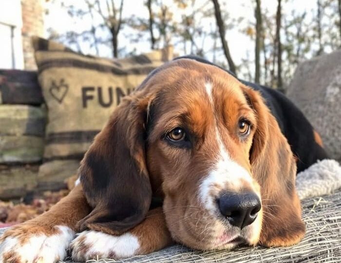 150 Hound Dog Names You'll Absolutely Love for Your Pup - PetsFilled Us