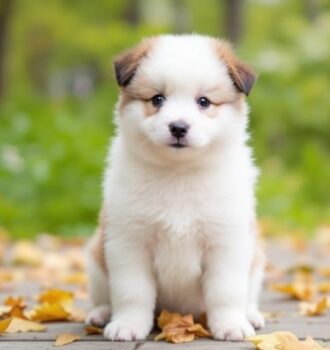 150 Japanese Dog Names You'll Absolutely Adore for Your New Puppy 7 150 Japanese Dog Names You'll Absolutely Adore for Your New Puppy