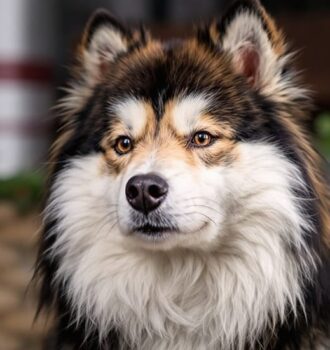 15 Fascinating Japanese Dog Breeds You’ll Instantly Admire for Their Loyalty and Beauty 4 15 Fascinating Japanese Dog Breeds You’ll Instantly Admire for Their Loyalty and Beauty