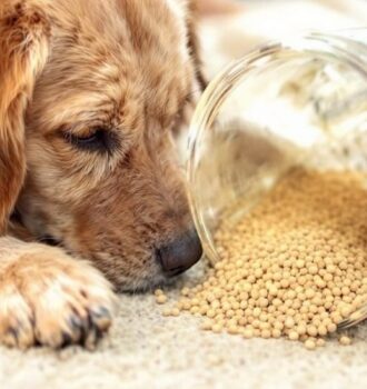 15 Powerful Home Remedies to Get Rid of the Dog Pee Smell Forever 6 15 Powerful Home Remedies to Get Rid of the Dog Pee Smell Forever