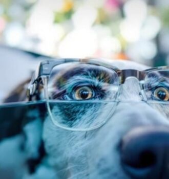 16 Surprising Insights Into Whale Eyes Dog Behavior Every Dog Lover Should Know 5 16 Surprising Insights Into Whale Eyes Dog Behavior Every Dog Lover Should Know