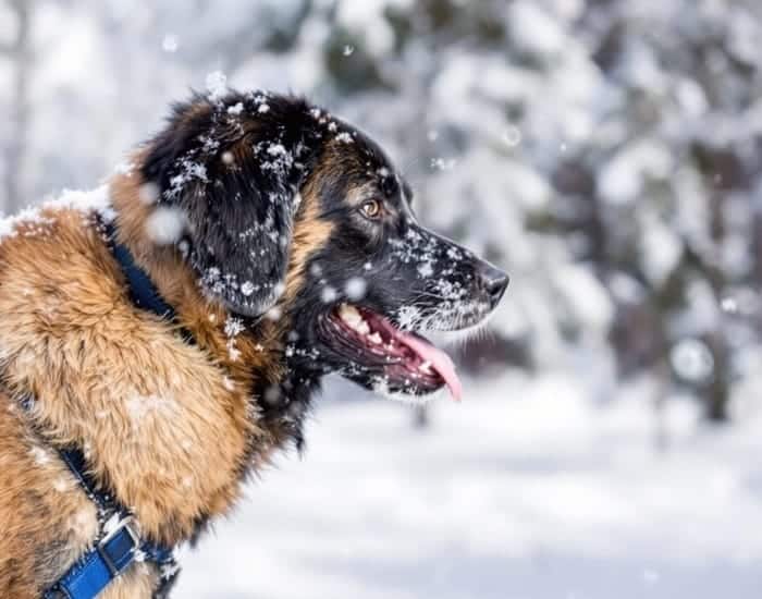 17 Must-Know Winter Care Tips for Cats, Dogs, Birds & Hamsters (Pet-Lover Tested) 3 17 Must-Know Winter Care Tips for Cats, Dogs, Birds & Hamsters (Pet-Lover Tested)
