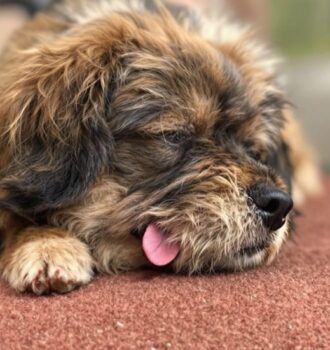 190 Small Dog Names That Are Cute, Unique, and Full of Personality 4 190 Small Dog Names That Are Cute, Unique, and Full of Personality