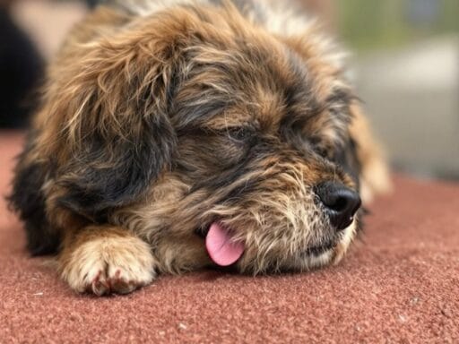 190 Small Dog Names That Are Cute, Unique, and Full of Personality 8 190 Small Dog Names That Are Cute, Unique, and Full of Personality