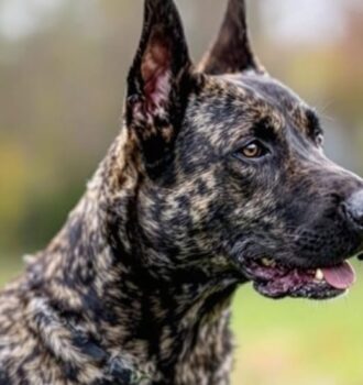 190 Tough Names for Guard Dogs That Command Respect and Authority 5 Tough Names for Guard Dogs That Command Respect and Authority