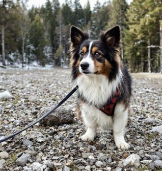 198 Norwegian Dog Names That Are Unique and Powerful 7 Norwegian Dog Names That Are Unique and Powerful