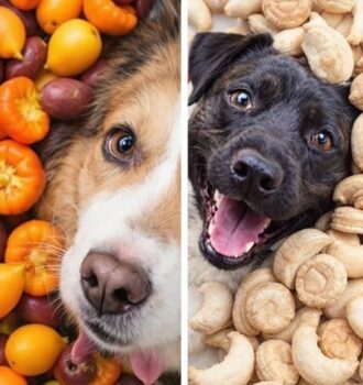 19 Essential Foods Dogs Should Never Eat (And Smarter Choices Every Pet Owner Should Know)