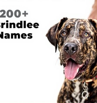 Brindle Dog Names That Stand Out with Style and Strength
