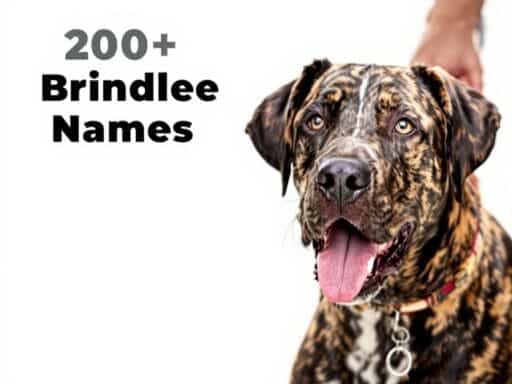 200+ Brindle Dog Names That Stand Out with Style and Strength 6 Brindle Dog Names That Stand Out with Style and Strength