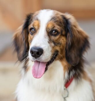200+ Human Names for Dogs That Are Unique and Timeless 4 200+ Human Names for Dogs That Are Unique and Timeless