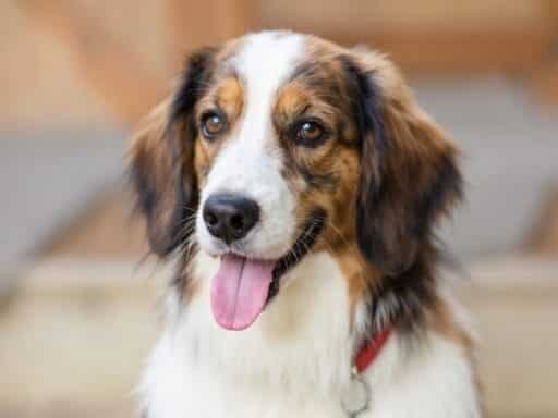 200+ Human Names for Dogs That Are Unique and Timeless 3 200+ Human Names for Dogs That Are Unique and Timeless