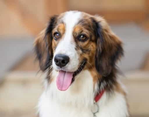200+ Human Names for Dogs That Are Unique and Timeless 1 200+ Human Names for Dogs That Are Unique and Timeless