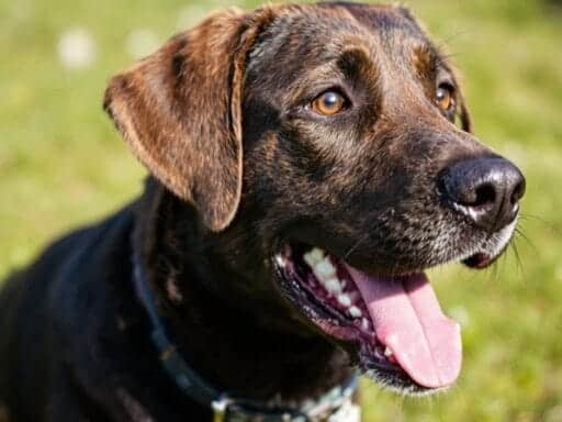 200+ Unique Male Dog Names You'll Absolutely Adore for Your New Companion 1 Unique Male Dog Names You'll Absolutely Adore for Your New Companion