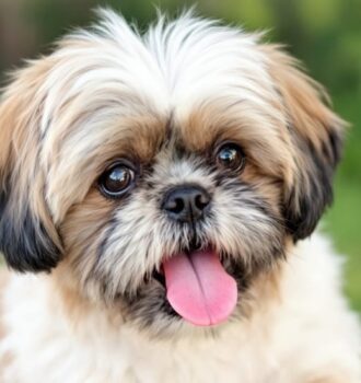 Unique Shih Tzu Names You'll Absolutely Adore for Your Sweet Pup