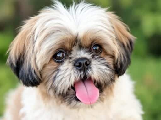 200 Unique Shih Tzu Names You'll Absolutely Adore for Your Sweet Pup 8 Unique Shih Tzu Names You'll Absolutely Adore for Your Sweet Pup
