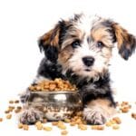 30 Best Puppy Foods for Strong Growth & Happy Tails 4 30 Best Puppy Foods for Strong Growth & Happy Tails