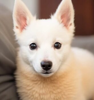 80 Best White Dog Names for Your Beautiful Pup 7 80 Best White Dog Names for Your Beautiful Pup