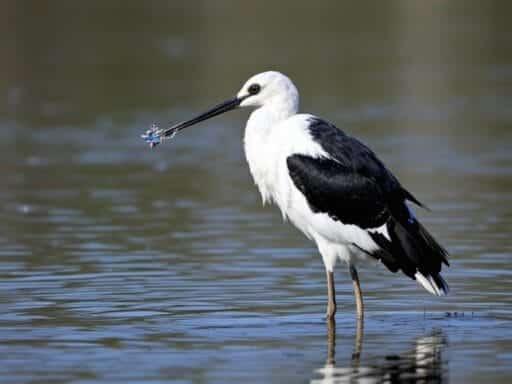 9 Fascinating Facts About Black and White Wading Bird Will Make You Love Nature More 1 9 Fascinating Facts About Black and White Wading Bird Will Make You Love Nature More