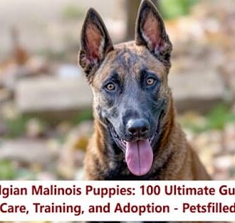 Belgian Malinois Puppies: 100 Ultimate Guide to Care, Training, and Adoption 5 belgian