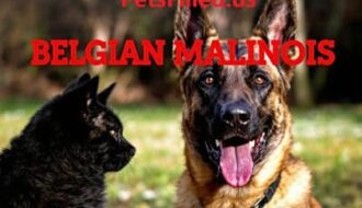 belgian malinois t image