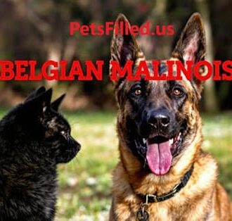 Belgian Malinois Training Guide – The Ultimate Step-by-Step Guide 3 belgian malinois t image