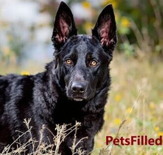 Black Belgian Malinois: Rare Beauty, Traits, and 100 Facts to Know 4 black belgian mali image