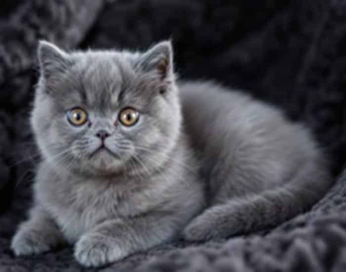 British Blue Shorthair Kittens: 10 Powerful Reasons to Love This Stunning Breed 3 British Blue Shorthair Kittens: 10 Powerful Reasons to Love This Stunning Breed