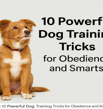 10 Powerful Dog Training Tricks for Obedience and Smarts 6 10 Powerful Dog Training Tricks for Obedience and Smarts