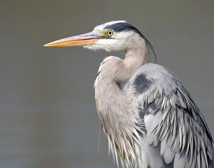 12 Surprising Grey Heron Facts That Will Change Your View 3 12 Grey Heron Facts That Will Change How You See This Bird