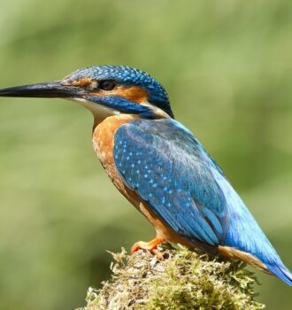 Alcedo Atthis: 11 Stunning Facts You Should Know 5 Alcedo Atthis: 11 Stunning Facts You