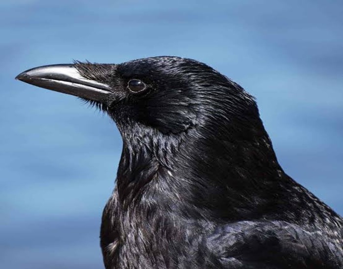 Corvus Corone