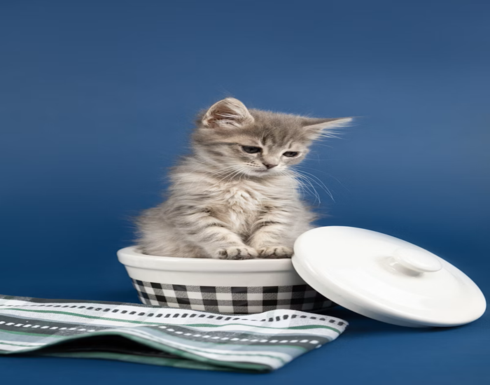 Urban Wildlife Pet Safety: 13 Life-Saving Strategies from Predators 9 First Aid Essentials Building a Wildlife Emergency Kit