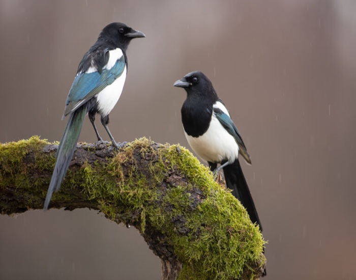 Magpie Pica Pica: 12 Fascinating Facts About the Bird You’ll Love 4 Magpie Pica Pica: 12 Fascinating Facts About the Bird You’ll Love