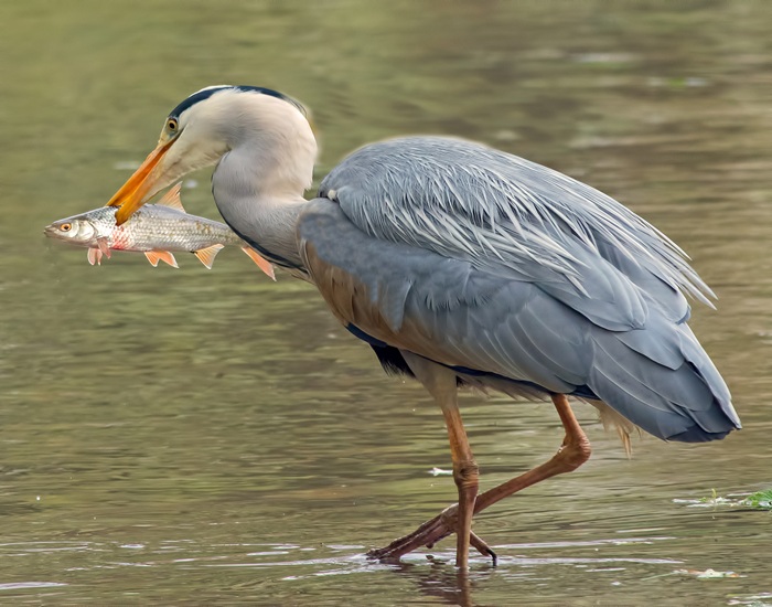 12 Amazing Facts About the Graceful Grey Heron Bird You’ll Love 4 12 Amazing Facts About the Graceful Grey Heron Bird You’ll Love